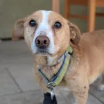 Pies do adopcji