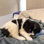 Pies do adopcji