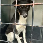 Pies do adopcji