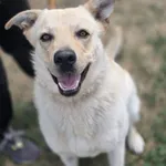 Pies do adopcji