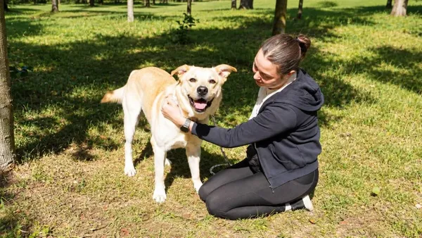 Pies do adopcji, Radom, 6 października 2026 (2/5)