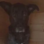 Pies do adopcji