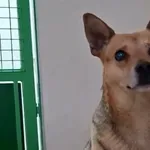 Pies do adopcji