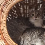 Kot do adopcji
