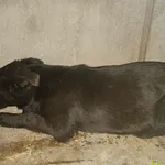 Znaleziono psa