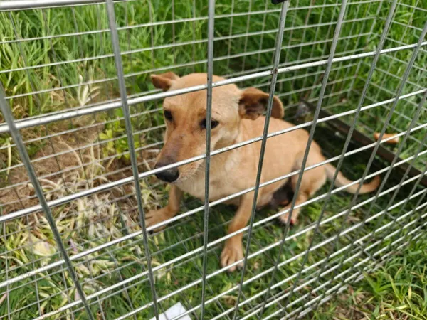 Pies do adopcji, Zgierz, 18 maja 2026 (3/5)