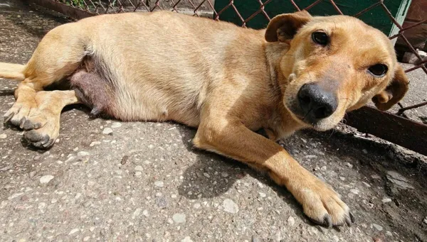 Pies do adopcji, Zgierz, 18 maja 2026 (4/5)