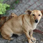 Pies do adopcji