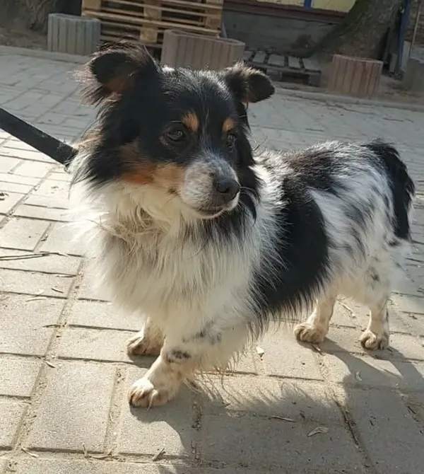 Pies do adopcji, Konin, 18 listopada 2025
