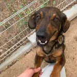 Pies do adopcji
