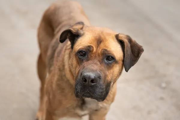 Pies do adopcji, Nowodwór, 17 maja 2026 (4/5)