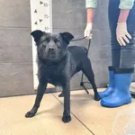 Znaleziono psa