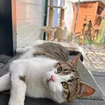 Kot do adopcji