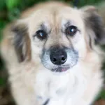 Pies do adopcji