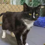 Kot do adopcji