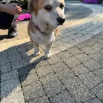 Pies do adopcji