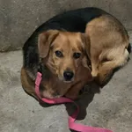 Pies do adopcji
