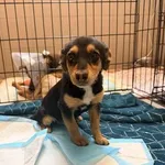 Pies do adopcji