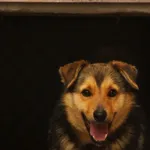 Pies do adopcji
