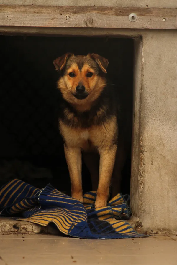 Pies do adopcji, Radom, 21 maja 2026 (2/5)