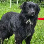 Pies do adopcji