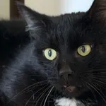 Kot do adopcji