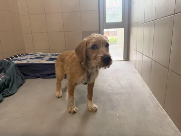 Pies do adopcji, Kraków, 21 maja 2026
