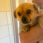 Pies do adopcji