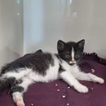 Kot do adopcji