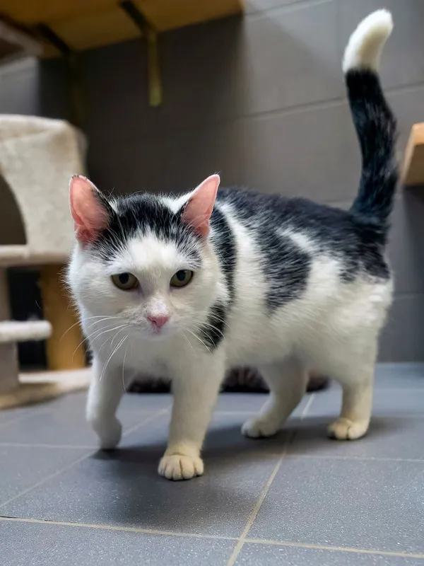 Kot do adopcji, Sopot, 22 maja 2026