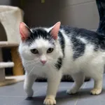 Kot do adopcji