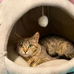 Kot do adopcji