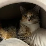 Kot do adopcji