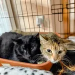 Kot do adopcji