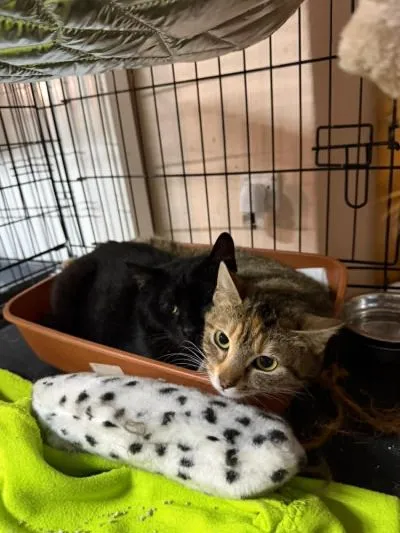 Kot do adopcji, Głowno, 23 maja 2026 (3/5)