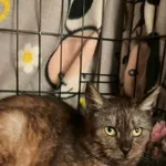 Kot do adopcji