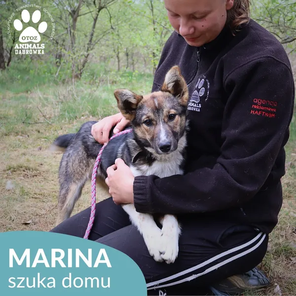 Pies do adopcji, Dąbrówka, 21 maja 2026 (1/4)