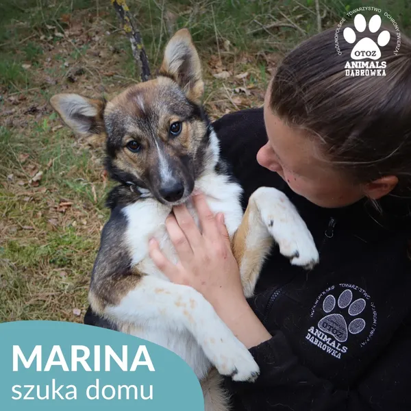 Pies do adopcji, Dąbrówka, 21 maja 2026 (2/4)
