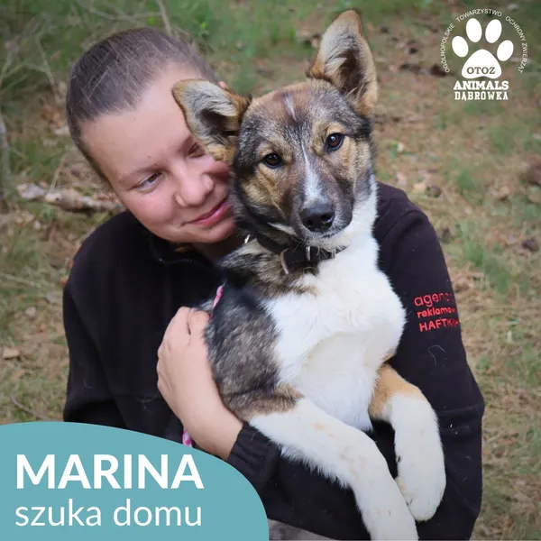 Pies do adopcji, Dąbrówka, 21 maja 2026 (3/4)