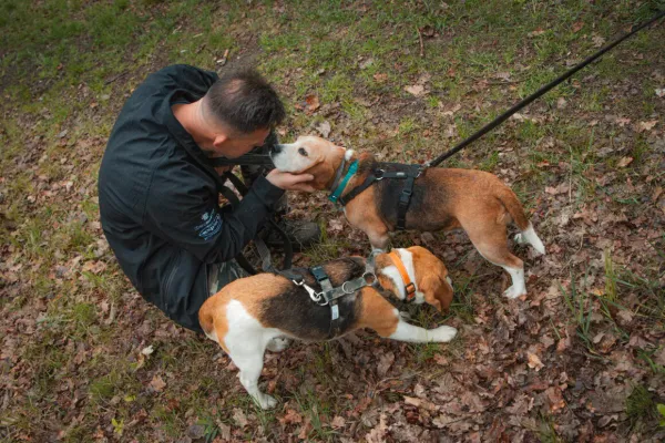 Pies do adopcji, Milanówek, 22 maja 2026 (2/5)
