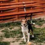 Pies do adopcji