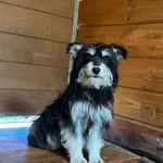 Pies do adopcji