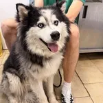 Pies do adopcji