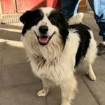 Pies do adopcji