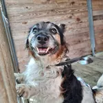Pies do adopcji
