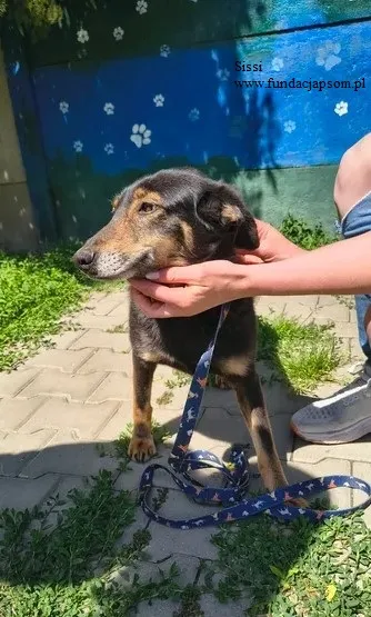Pies do adopcji, Nowy Dwór Mazowiecki, 25 maja 2026 (1/5)