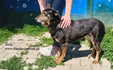Pies do adopcji, Nowy Dwór Mazowiecki, 25 maja 2026 (3/5)
