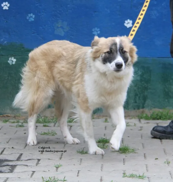 Pies do adopcji, Nowy Dwór Mazowiecki, 24 maja 2026 (5/5)