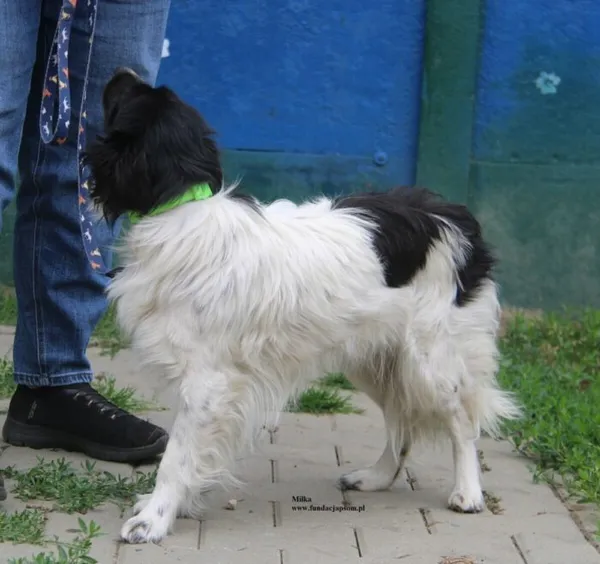 Pies do adopcji, Nowy Dwór Mazowiecki, 24 maja 2026 (4/5)