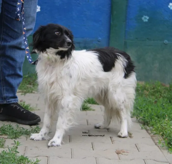 Pies do adopcji, Nowy Dwór Mazowiecki, 24 maja 2026 (5/5)